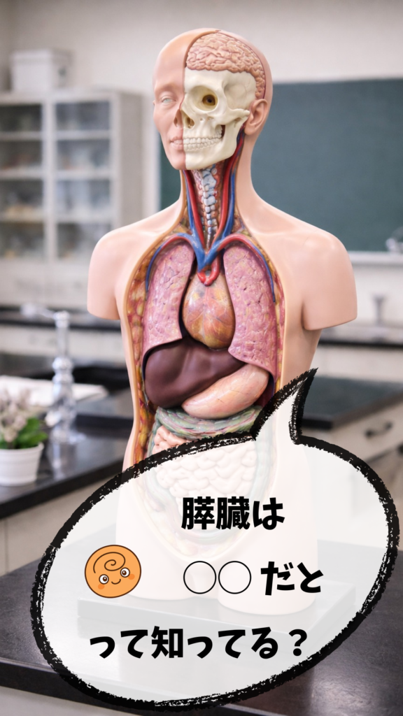 理科室の人体解剖模型